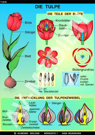 Die Tulpe