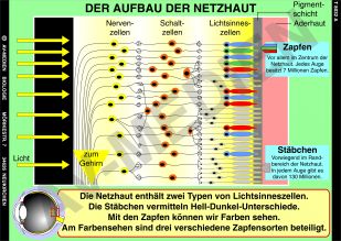 Aufbau der Netzhaut