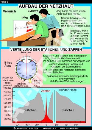 Aufbau der Netzhaut