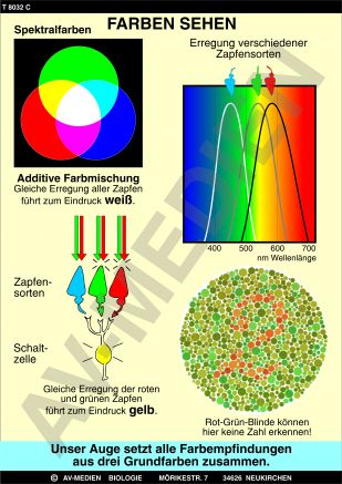 Aufbau der Netzhaut