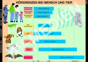 Hörgrenzen bei Mensch und Tier