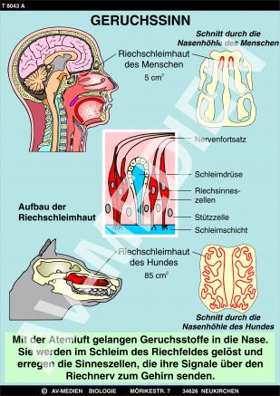 Riechen und Schmecken