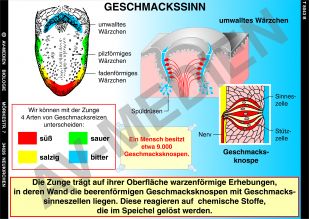 Riechen und Schmecken