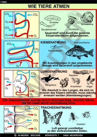 Wie Tiere atmen