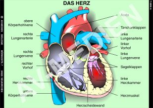 Das Herz - Bau und Arbeitsweise