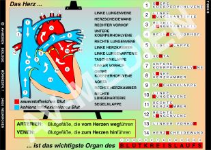 Das Herz - Bau und Arbeitsweise