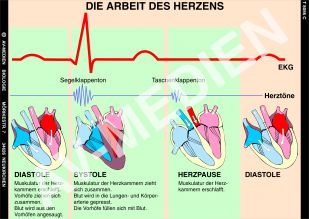 Das Herz - Bau und Arbeitsweise