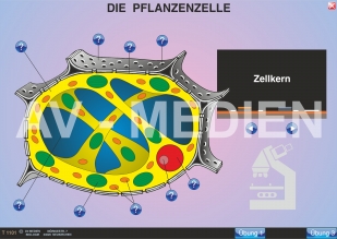 Zellen