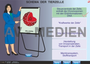 Zellen