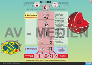Mitose - Meiose