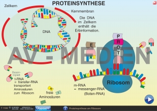 Proteinsynthese