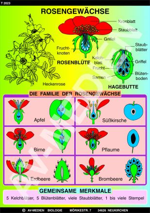 Rosengewächse