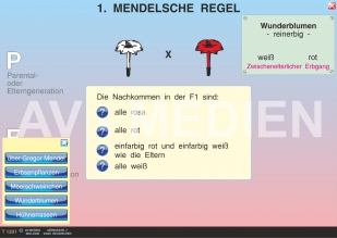 1. Mendelsche Regel: Uniformitätsgesetz