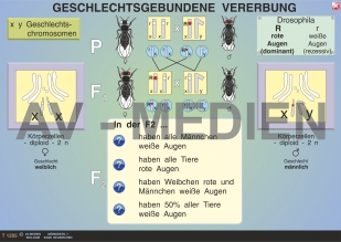 Vererbung des Geschlechts / Geschlechtsgebundene Vererbung