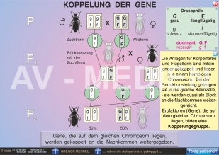 Koppelung der Gene / Koppelungsbruch