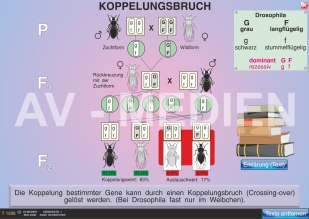 Koppelung der Gene / Koppelungsbruch