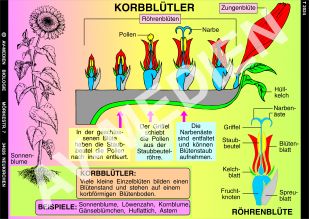 Korbblütler: Sonnenblume