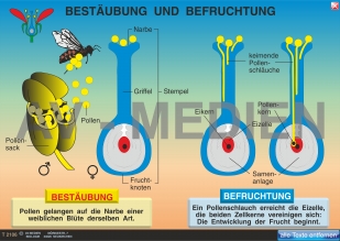 Bestäubung und Befruchtung