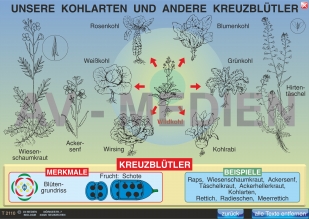 Kreuzblütler - AV-Medien Onlineshop