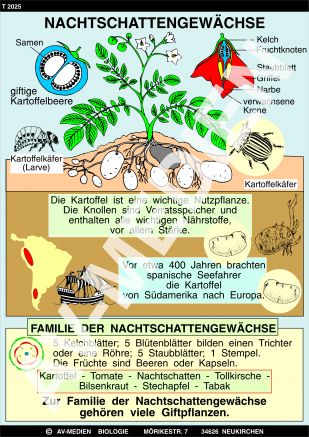 Nachtschattengewächse: Kartoffel