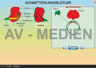 Schmetterlingsblütler: Erbse