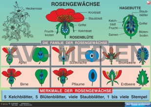 Rosengewächse