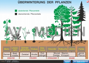 Die Überwinterung der Pflanzen