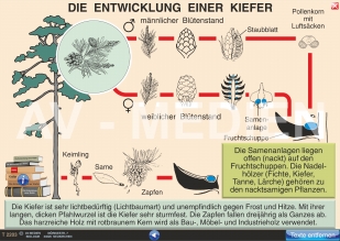 Die Kiefer