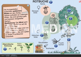 Buche und Eiche