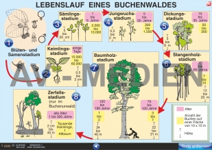 Lebenslauf eines Buchenwaldes