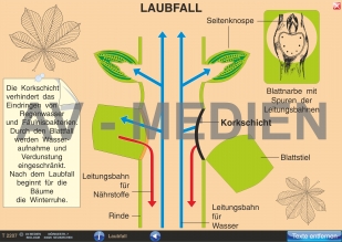 Laubfall / Blätter der Laubbäume und Strucher