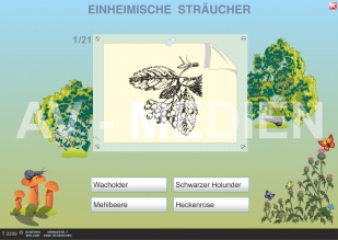 Einheimische Bäume und Sträucher (Quiz, Rtsel, Puzzle)