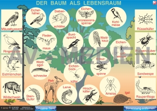 Pflanzen und Tiere des Waldes