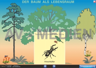 Pflanzen und Tiere des Waldes