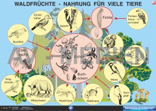 Pflanzen und Tiere des Waldes