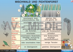 Mischwald und Fichtenforst