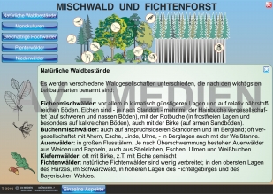 Mischwald und Fichtenforst