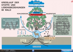 Kreislauf der Stoffe und Lebensbeziehungen im Wald