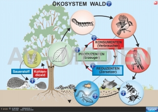 Ökosystem Wald