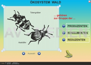 Ökosystem Wald