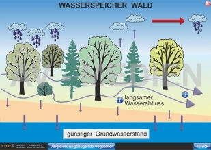 Der Wald als Wasserspeicher