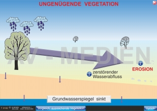 Der Wald als Wasserspeicher