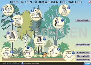 Tiere in den Stockwerken des Waldes