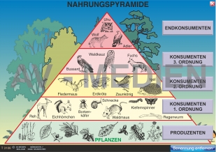 Nahrungspyramide im Wald