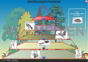 Nahrungspyramide im Wald