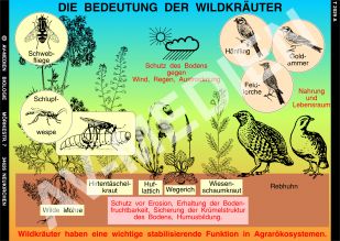 Wildkräuter