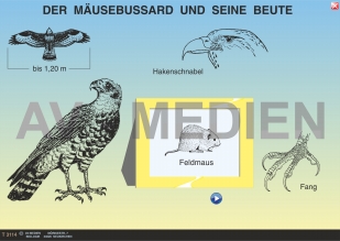 Der Mäusebussard und seine Beute