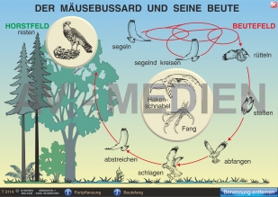 Der Mäusebussard und seine Beute