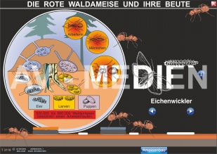 Die Rote Waldameise und ihre Beute