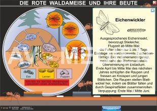 Die Rote Waldameise und ihre Beute